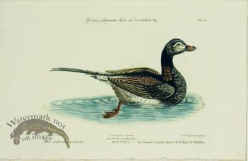 Seligmann Duck 10